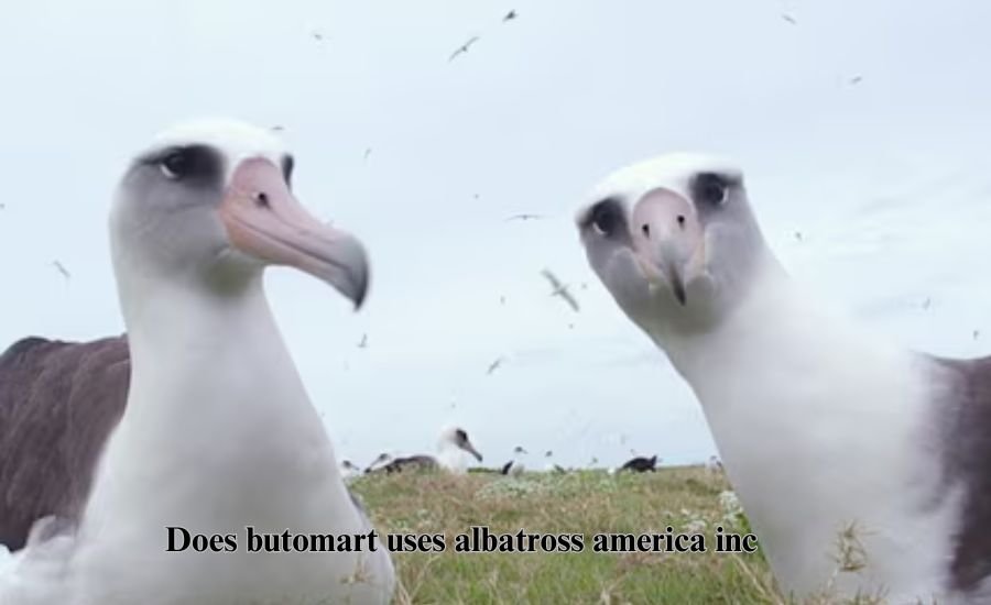 does butomart uses albatross america inc