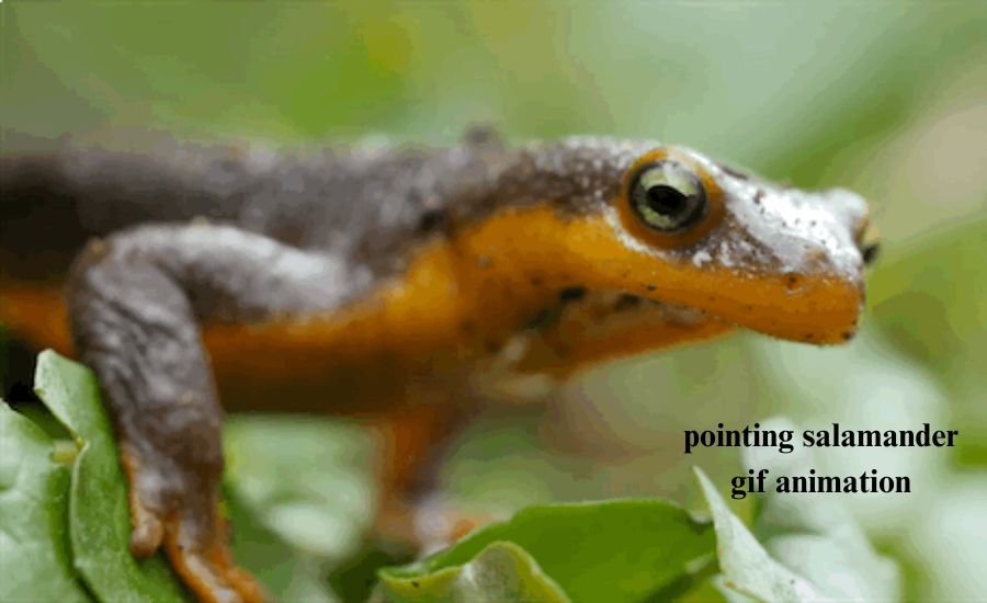 pointing salamander gif animation