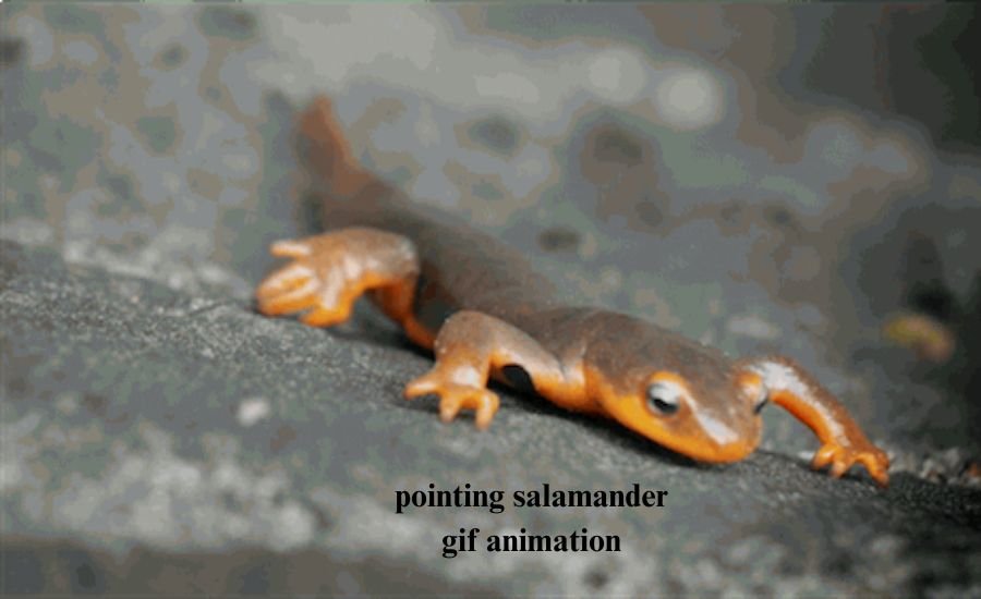 pointing salamander gif animation