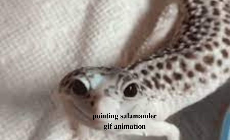 pointing salamander gif animation